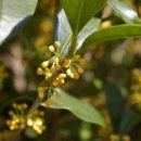 멀리가는 향기 이미지