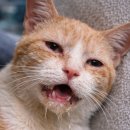 덴탈디자인박스 | 고양이 칫솔 추천 기준 정리｜캣디피 덴탈 고양이 초극세사모 칫솔 VER2