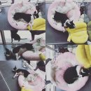 오수동물병원 이미지