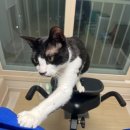 고양이 결막염 종류에 따른 눈꼽색 [도담동물병원] 치료 후기, 안약 종류