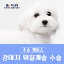 경화반점 | [위례동물병원]강아지 위절개술 수술 후기/플라스틱 먹은 강아지 수술 후기