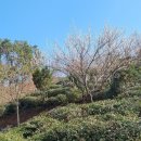 차 향기 이미지