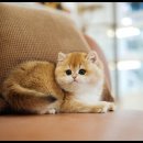 아담스펫 강아지분양 고양이분양 강남점 이미지