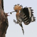 This Little Bird - Marianne Faithfull