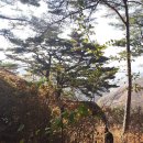 소나무 쉼터 Daum카페