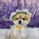 냥이를 사랑하는 멍멍이 이미지