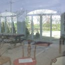 장꽁(카멜리아) 이미지