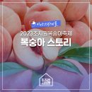 천중농장 | 2023조치원복숭아축제 조치원의 특산물, 복숭아 이야기