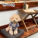 엔아미슈(ENAMICHOU) | 엔아미슈 애견편집샵