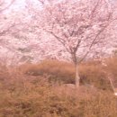 사계절농원 이미지