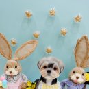 러브썸그루밍샵 이미지