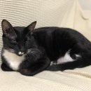 슬기로운 집사생활 | [슬기로운 집사생활] 고양이, 화장실에 만족하고 있을까?