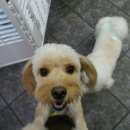 몽이네 애견샵 이미지