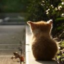 쫄랭쫄랭 이미지