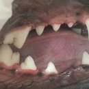 봉 동물병원 이미지