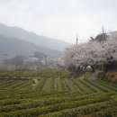 하동 이미지