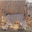 털복숭폼 이미지