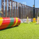 베일리애견풀빌라펜션 이미지