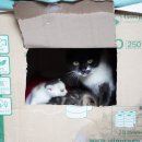 섬계고택 | 영주 무섬마을 섬계고택 한옥에서 숙박한 후기