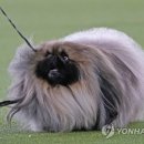 Blue dog club 이미지