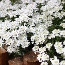 시온의 대로 이미지