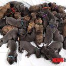 복터진 강아지 이미지