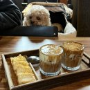 주차67 | 강릉 애견동반 카페 초당커피정미소 주차 및 내돈내산 후기