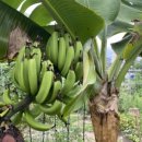 금치농장 이미지