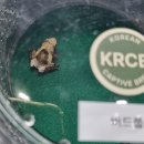 화이트크레인 | [공지] 렙타일 포럼 in 수원 2026 후기 - 파충류,양서류 모음