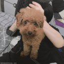 키워주시개 이미지