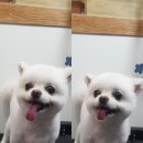 더 도그맘 이미지