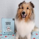 댕댕포유 이미지