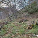 숲750 이미지