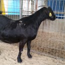 우리염소 이미지