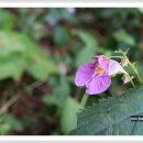 산자락에 이미지