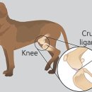 닥터펫 동물의료센터 이미지
