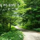 생명의 숲 이미지