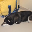 24시 파티마동물의료센터 이미지