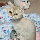 사르르몽몽 이미지