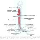 전경골근, 장무지신근, 장지신근, 제3비골근, 단지신근 이미지