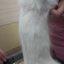 신탄진동물병원 이미지