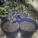 [블루베리키우기 A to Z] 식재 전 블루베리 나무 먼저 키워놓기? 이미지