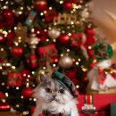 펫플래닛 이미지