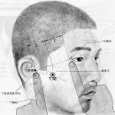 【족양명위경(足陽明胃經)】 〔ST7 하관(下關)/ 족양명위경-ST7〕 "턱관절 장애, 치통, 안면 마비 등의 증상을 완화" 이미지