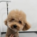 댕스타일 이미지