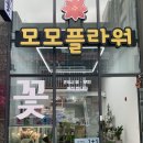 모모플라워
