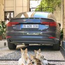 언제나고양이 이미지