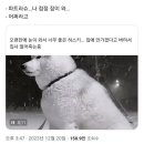 파트라슈