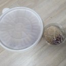 킹스넛 | 고스트 화사 킹스네이트 입양 - CSST 후기