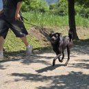 베버리 독스 이미지